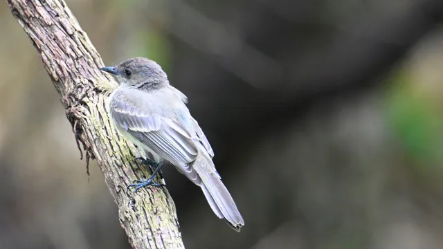 Eastern Phoebe