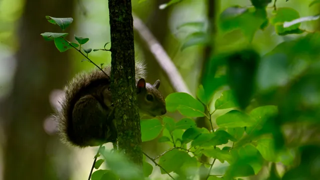 Fox Squirrel