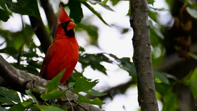Northern Cardinal