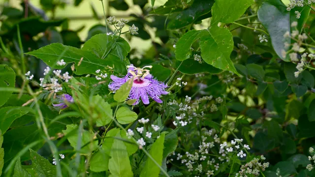Passionflower (wildflower)