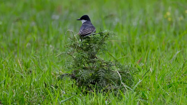Eastern Kingbird
