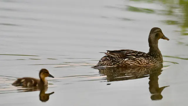 Mallard (with ducklings)