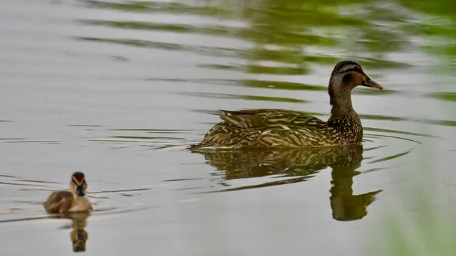 Mallard