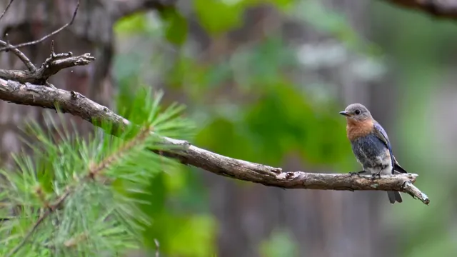 Eastern Bluebird