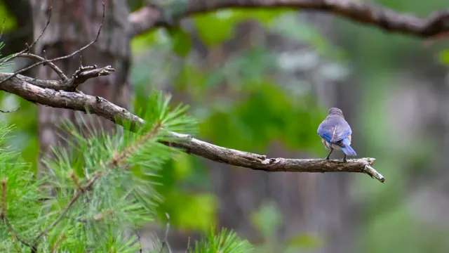 Eastern Bluebird