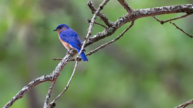Eastern Bluebird