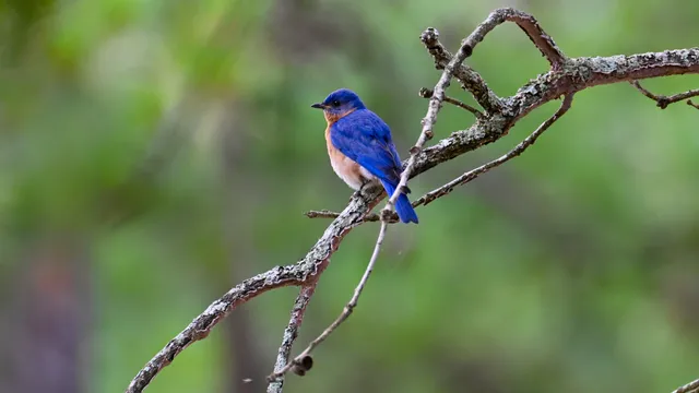 Eastern Bluebird