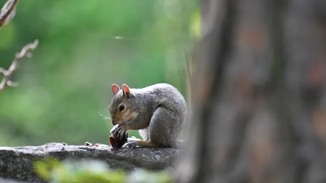 Eastern Gray Squirrel