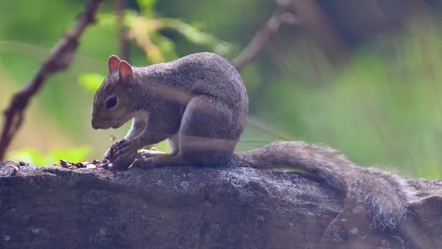 Eastern Gray Squirrel