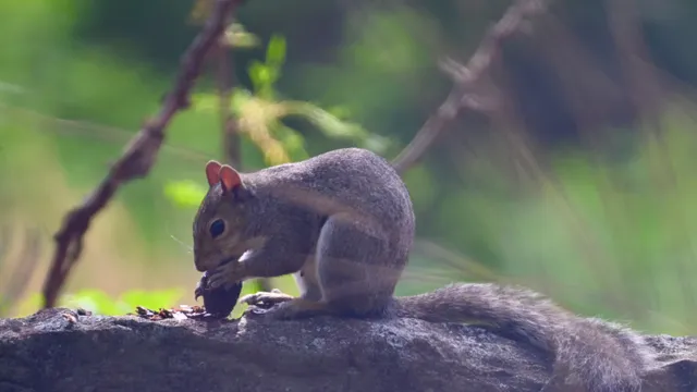 Eastern Gray Squirrel