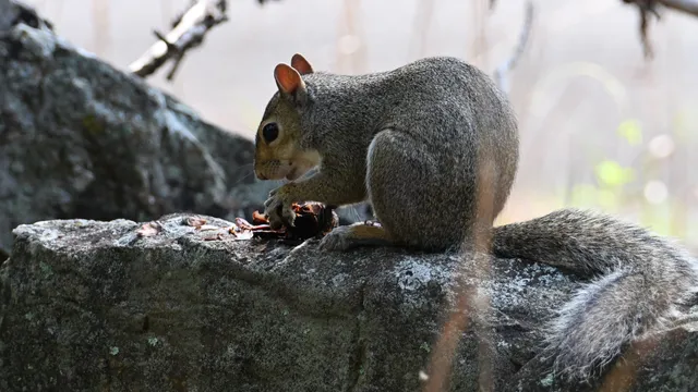 Eastern Gray Squirrel