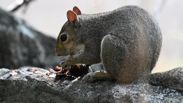 Eastern Gray Squirrel