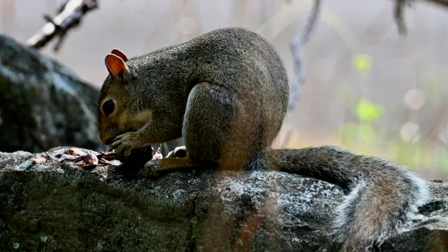 Eastern Gray Squirrel