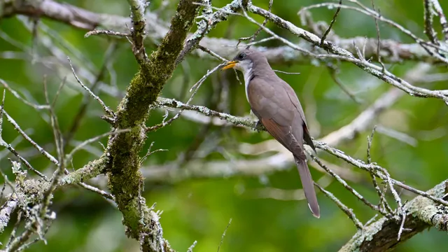 Yellow-billed Cuckoo