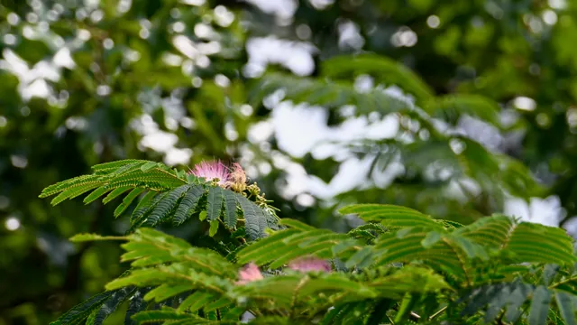 Mimosa (flower)