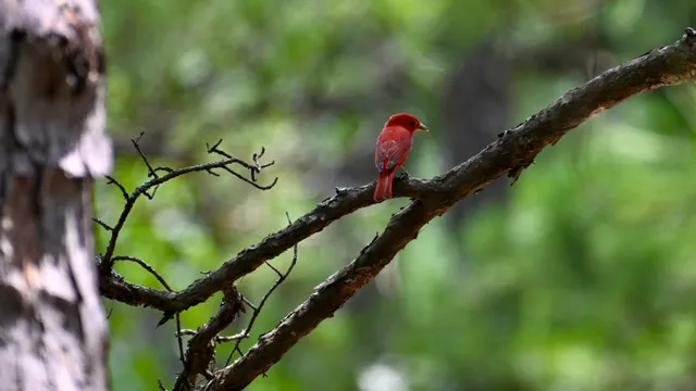 Summer Tanager