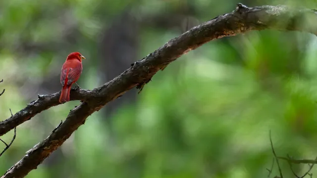 Summer Tanager