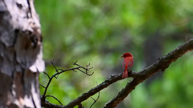 Summer Tanager