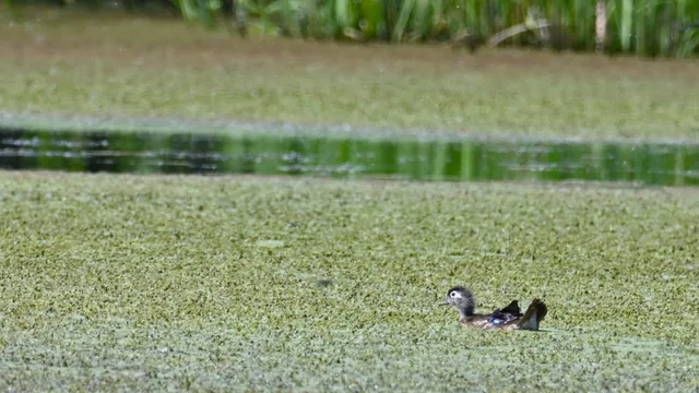 Wetland Landscape