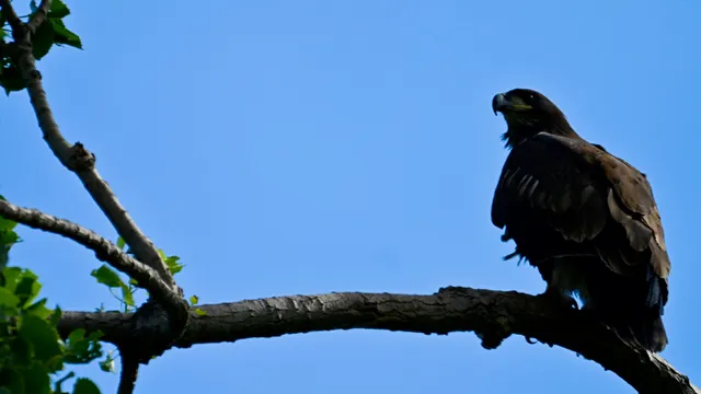 Bald Eagle (Juvenile)