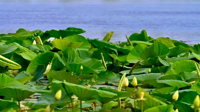 Lily Pads (pond)