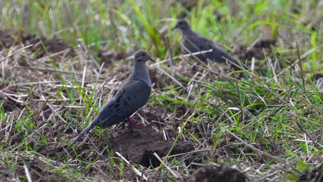 Mourning Dove