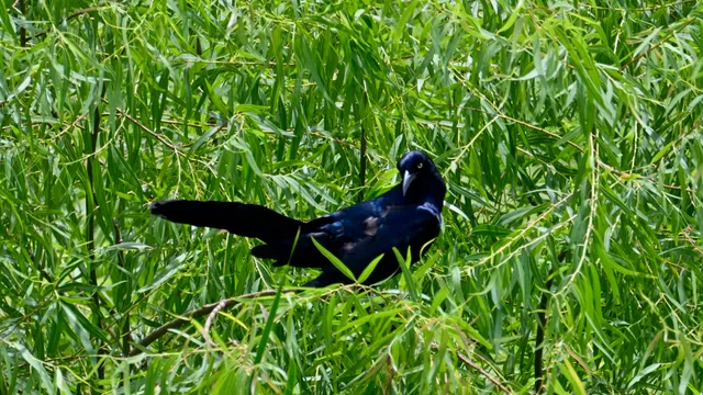 Common Grackle