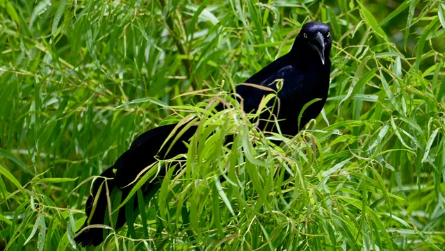 Common Grackle