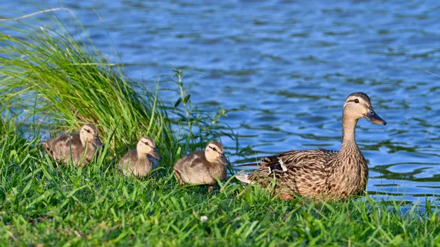 Mallard (with ducklings)