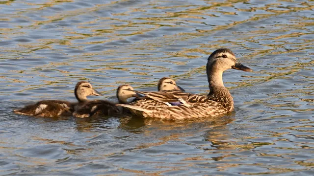 Mallard
