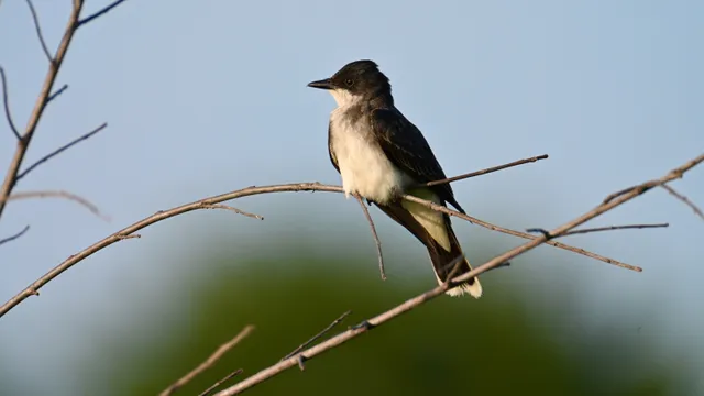 Eastern Kingbird