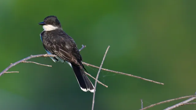 Eastern Kingbird