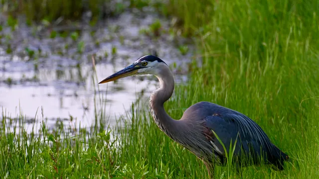 Great Blue Heron