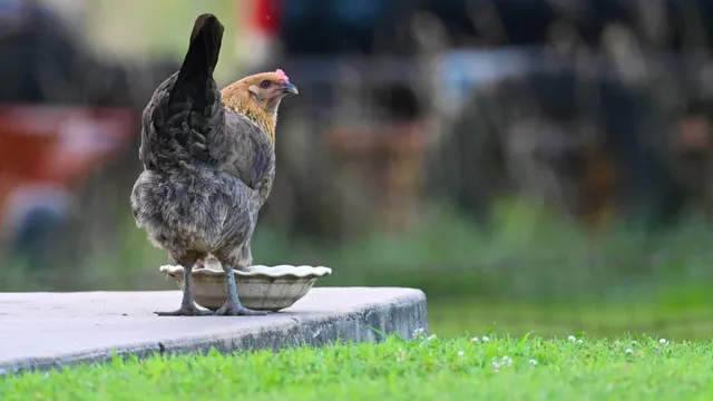 Chicken
