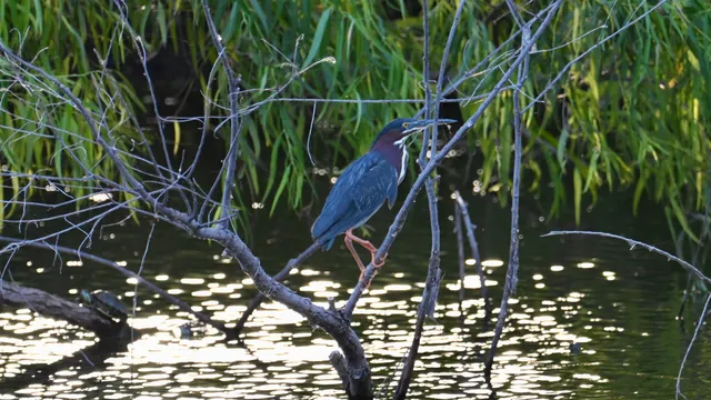Green Heron