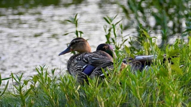 Mallard