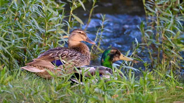 Mallard