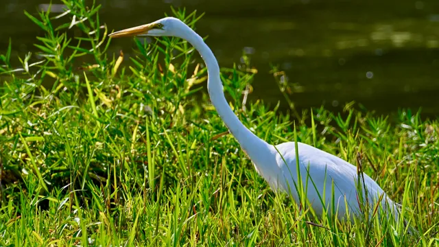 Great Egret
