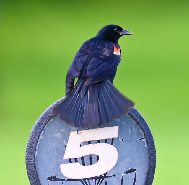 Red-winged Blackbird