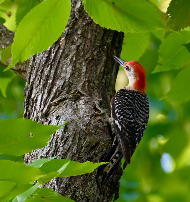 Red-bellied Woodpecker