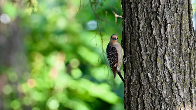 Red-bellied Woodpecker