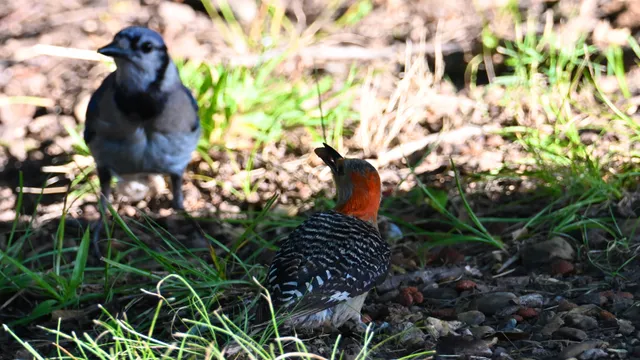 Blue Jay & Red-bellied Woodpecker