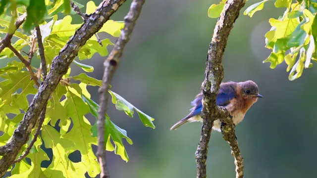 Eastern Bluebird